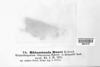 Image of Rhizoctonia dauci